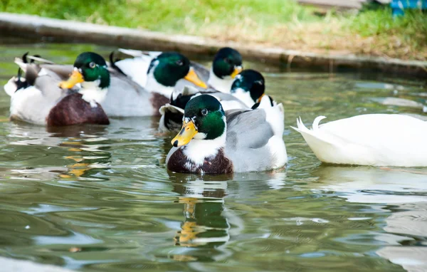 Groupe de canards colverts sauvages nagent dans la piscine — Photo