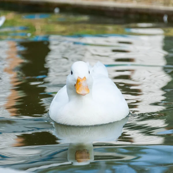 Bílá malá kachna plave na povrchu vody — Stock fotografie