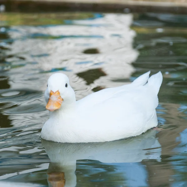 Branco pequeno pato flutua na superfície da água — Fotografia de Stock