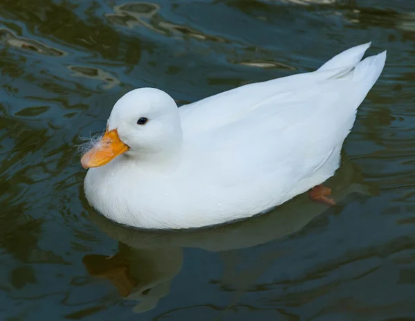 White little duck floats on the water surface — Stock Photo, Image