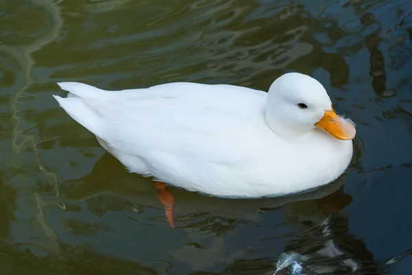 Des petits canards blancs flottent à la surface de l'eau — Photo