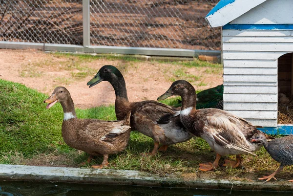 Grupp av vild gräsand ankor — Stockfoto