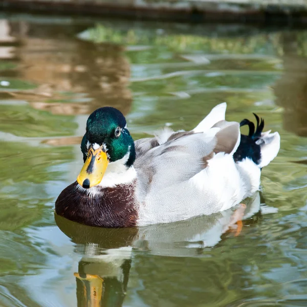 在游泳池里的雄性绿头野鸭 — 图库照片