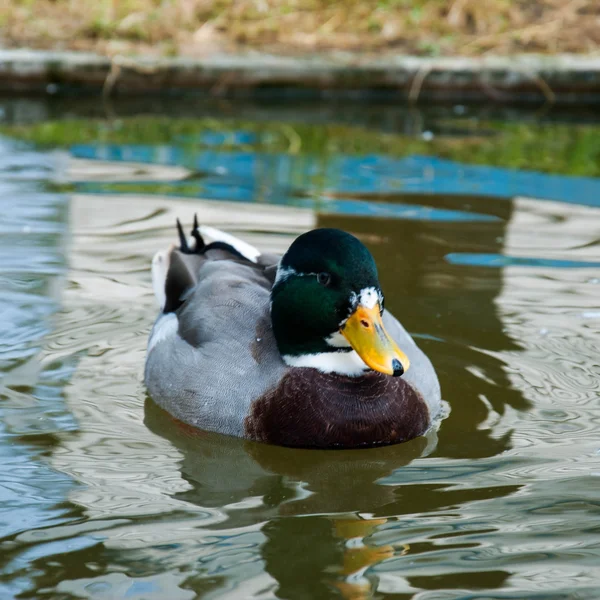 Manliga gräsand simning i poolen — Stockfoto