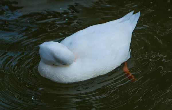 Branco pequeno pato flutua na superfície da água — Fotografia de Stock