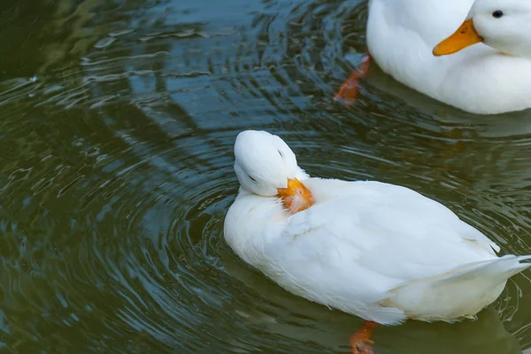 Beyaz küçük ördek su yüzeyinde yüzen