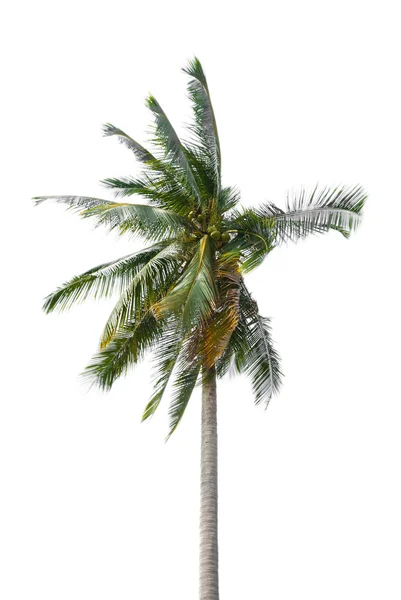 Palma kokosowa izolowana na białym tle — Zdjęcie stockowe