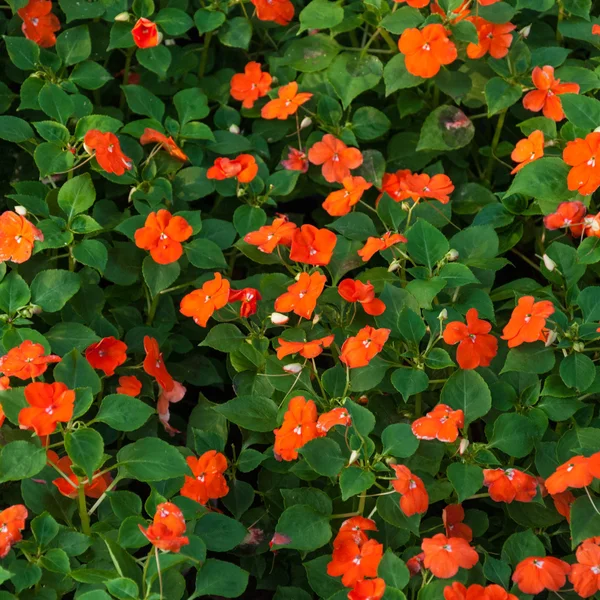 Orange flowers with green leaves background — Stock Photo, Image