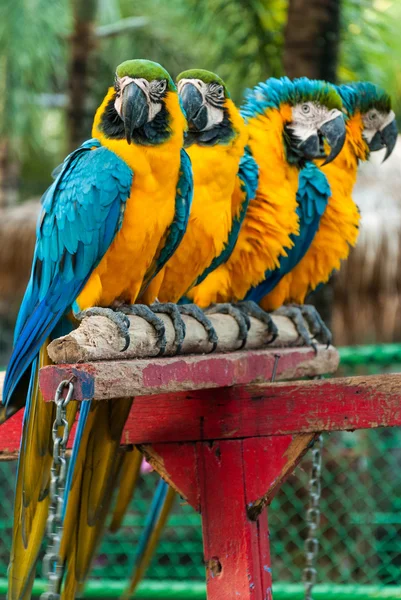 Guacamayo de loro mascota hermosa en el zoológico — Foto de Stock