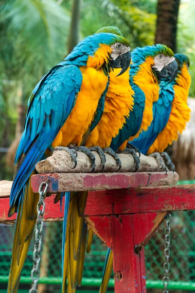 Guacamayo de loro mascota hermosa en el zoológico — Foto de Stock