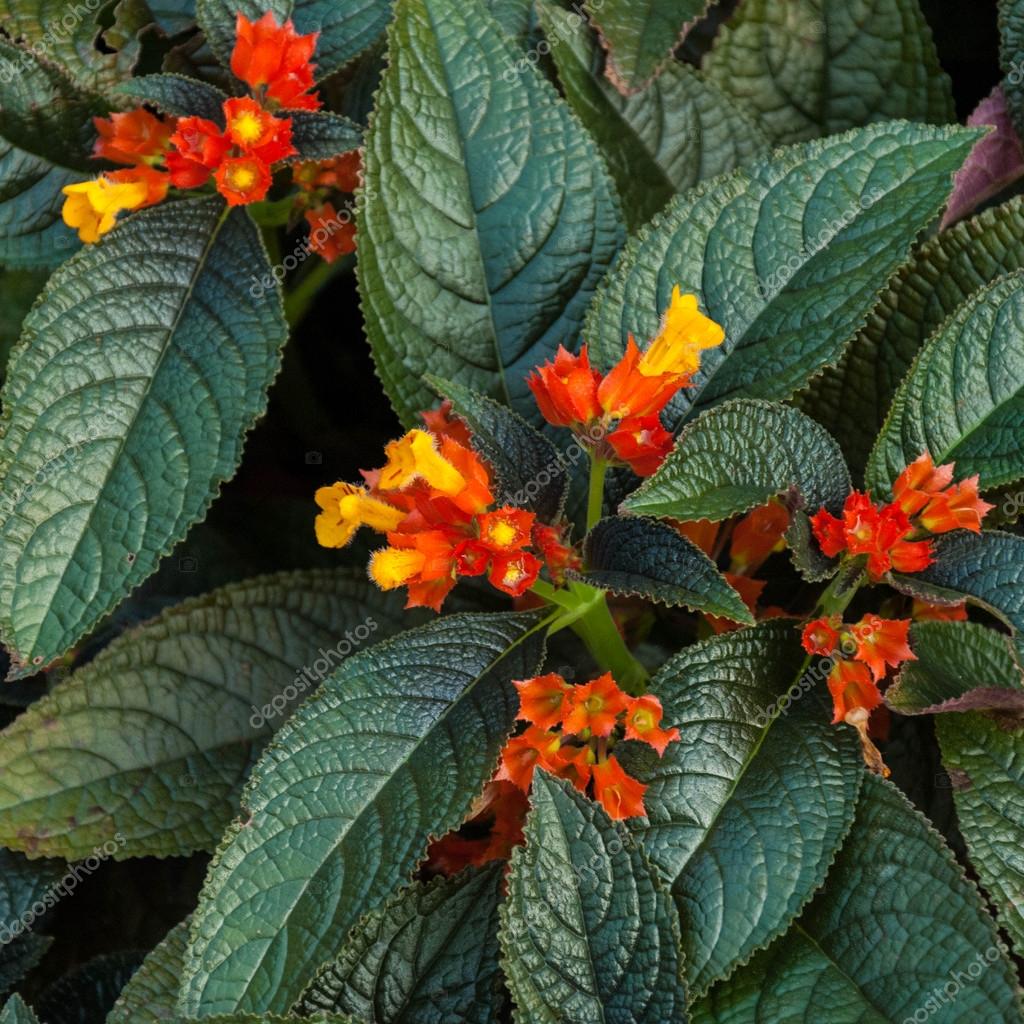 Floral with big green leaves Bunch of orange flowers — Stock Photo