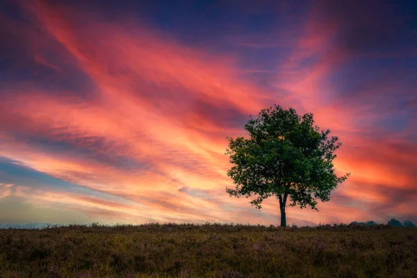 Osamělá Krajina Nekonečným Horizontem Holandském Blatu Oblačným Nebem — Stock fotografie
