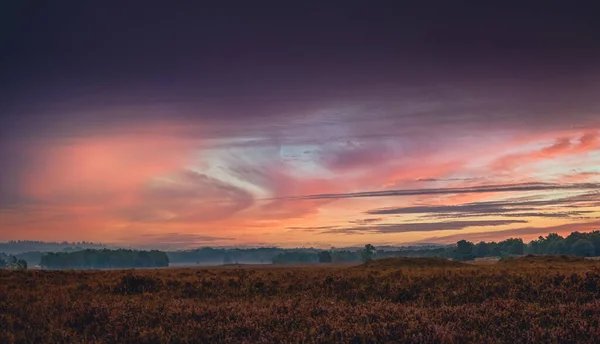 Poranna Mgła Nad Holenderskim Krajobrazem Wrzosowiska Heather Wschodzie Słońca Wcześnie — Zdjęcie stockowe