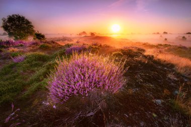 Hollanda, Aekingerzand 'daki Ulusal Park' ta çiçek açan ısıtıcı pembesi. Hollanda