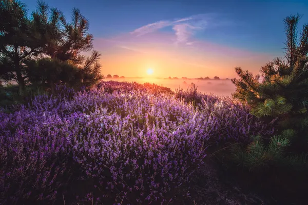 Růžový Vřes Květu Rozkvetlá Krajina Národním Parku Aekingerzand Nizozemsko Holandsko — Stock fotografie