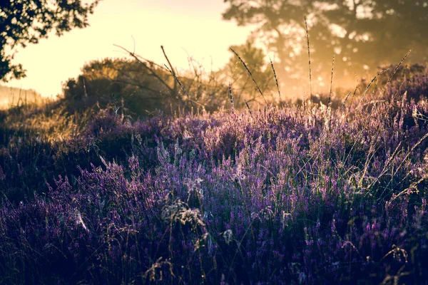 Pink Heather Bloom Blooming Heater Landscape National Park Aekingerzand Netherlands — Stock Photo, Image