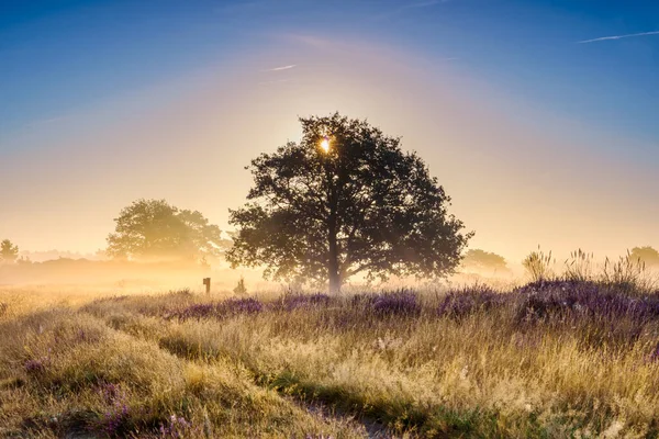 Pink Heather Bloom Blooming Heater Landscape National Park Aekingerzand Netherlands — Stock Photo, Image