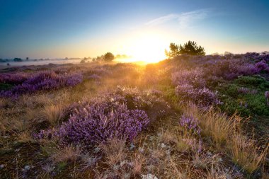 Hollanda, Aekingerzand 'daki Ulusal Park' ta çiçek açan ısıtıcı pembesi. Hollanda