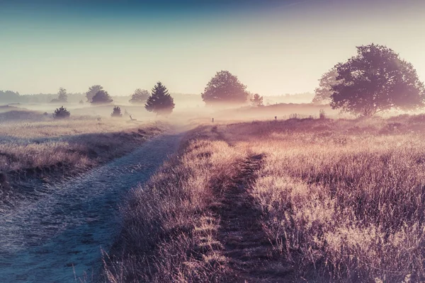 Růžový Vřes Květu Rozkvetlá Krajina Národním Parku Aekingerzand Nizozemsko Holandsko — Stock fotografie