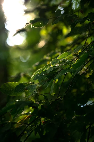 Vista Perto Natureza Folha Verde Sobre Luz Solar Com Espaço — Fotografia de Stock
