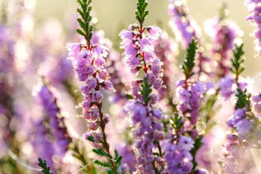 Hollanda, Aekingerzand 'daki Ulusal Park' ta çiçek açan ısıtıcı pembesi. Hollanda