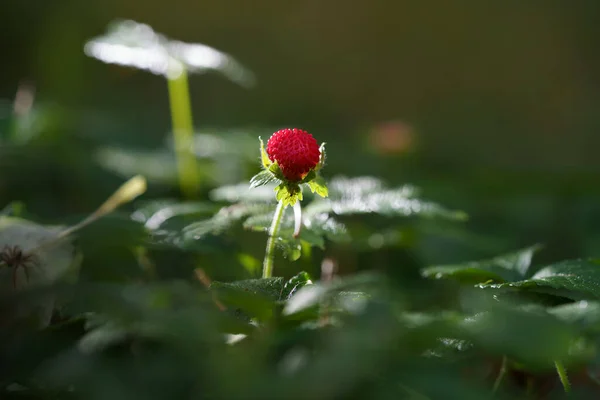 Rote Erdbeeren Und Weiße Blüten Wilder Wiese Aus Nächster Nähe — Stockfoto