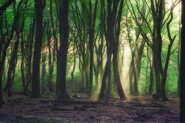 Очарованный Отумбовый Лес Прекрасным Восходящим Утренним Солнцем Листья Земле Легкий — стоковое фото