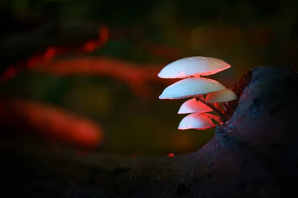 Cogumelos Porcelana São Encontrados Durante Queda Geralmente Galhos Mortos Troncos — Fotografia de Stock