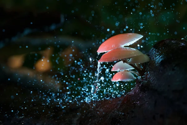 Slime Mold Dark Forest Lit Artificial Flash Light Different Color — Stock Photo, Image