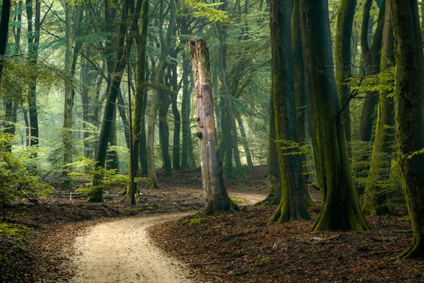 Landweg Kronkelt Door Het Bos Kruising Van Bomen Dode Boomstronken — Stockfoto