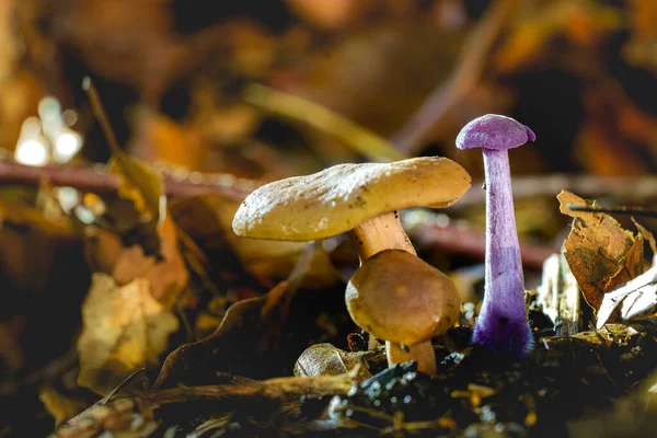 Champignon Améthyste Trouve Souvent Dans Les Vieilles Forêts Avec Nombreux — Photo