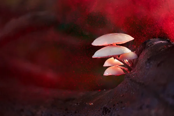 Düşerken Porselen Mantarlar Genellikle Ölü Dallarda Kayın Ağaçlarının Gövdelerinde Nadiren — Stok fotoğraf