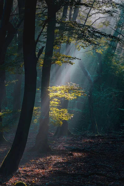 Beautiful Sunlight Rays Pass Trees Smoke Morning Upcoming Autumn — Stock Photo, Image