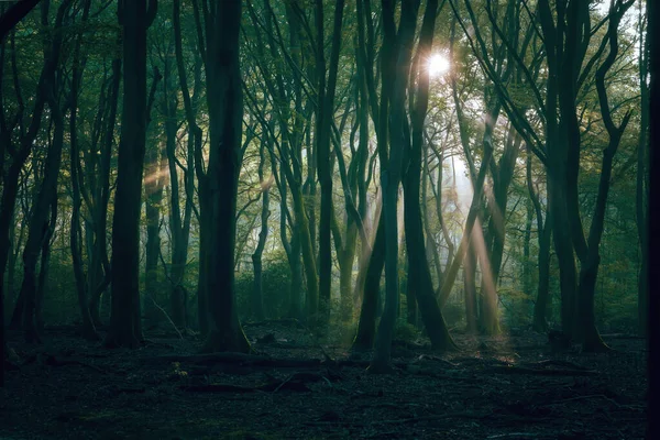 Alba Scenica Nella Foresta Raggi Sole Splendono Tra Gli Alberi — Foto Stock