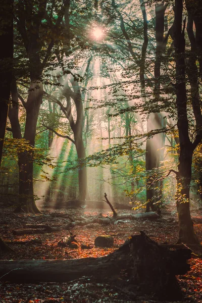 Malowniczy Wschód Słońca Lesie Promienie Słońca Świecą Między Drzewami Lekka — Zdjęcie stockowe