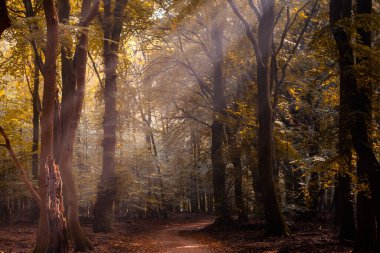Doğal güneş ışığı, yaz sabahının sonunda ağaç dalları ve yeşil yapraklar arasında parlar.