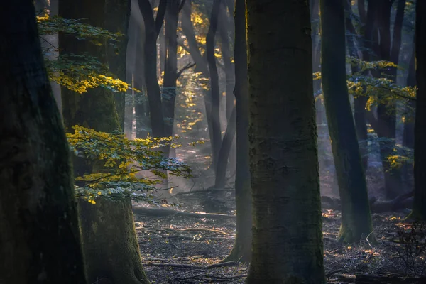 Luce Del Sole Splende Attraverso Una Foresta Una Mattina Nebbiosa — Foto Stock