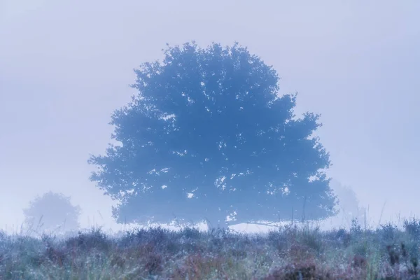 Tree Silhouette Early Morning Field Foreground Heavy Mist Covering Background — Stock Photo, Image