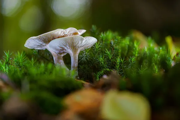 Kicsi Törékeny Kinézetű Könnyű Gomba Erdőben Sötétzöld Csillag Alakú Moha — Stock Fotó