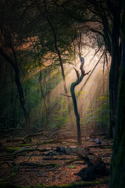 Betoverd Herfst Bos Met Prachtige Opkomende Ochtendzon Bladeren Grond Lichte — Stockfoto