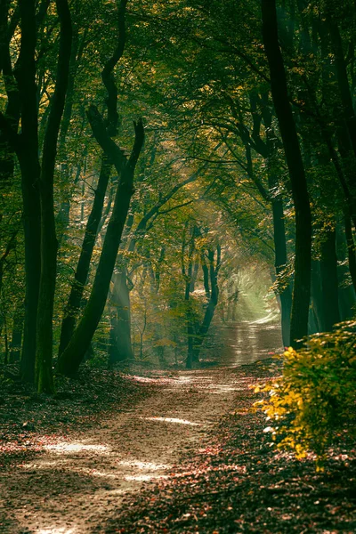 Nebeliger Wald Frühen Morgengrauen Fußweglandschaft Verträumten Nebelwald Mit Sonnenstrahlen — Stockfoto