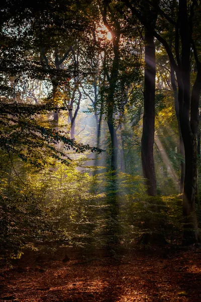 Lekka Mgła Lub Poranna Mgła Słońce Świeci Przez Drzewa Lesie — Zdjęcie stockowe