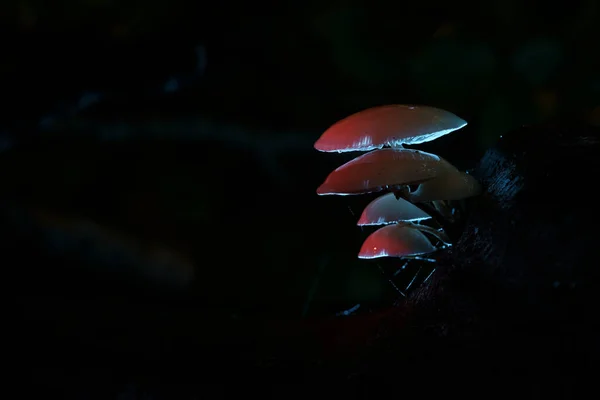 Porcelain Fungus Oudemansiella Mucida Creatively Illuminated Flash Light — Stock Photo, Image