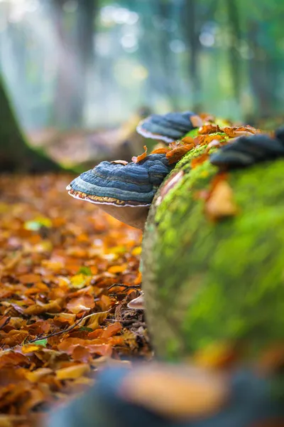 Large Parasitic Mushroom Grows Tree Trunks Fomes Fomentarius Mushroom Known — Stock Photo, Image