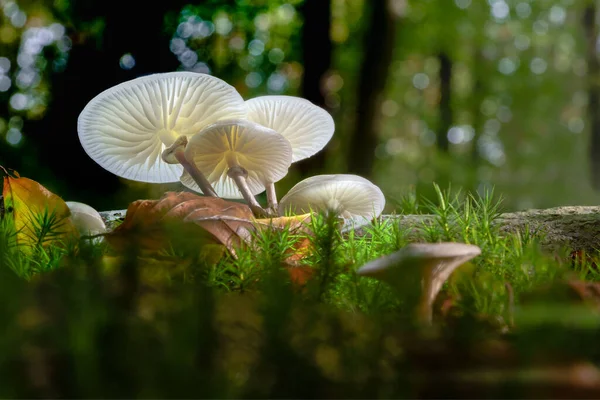 Almost Fairytale Forest Dark Gloomy Magical Glowing Mushroom Fungus Autumn — Stock Photo, Image