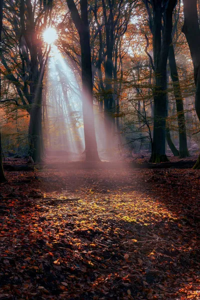 Leichter Dunst Oder Morgennebel Die Sonne Scheint Durch Die Bäume — Stockfoto