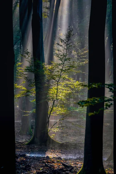 Солнечная Природа Леса Солнечные Лучи Зеленом Лесу Солнечный Осенний Пейзаж — стоковое фото