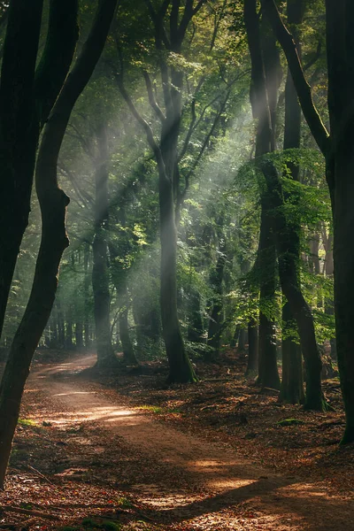 Lumina Soarelui Răsărind Cade Calea Pădurii Vreme Cețoasă — Fotografie, imagine de stoc