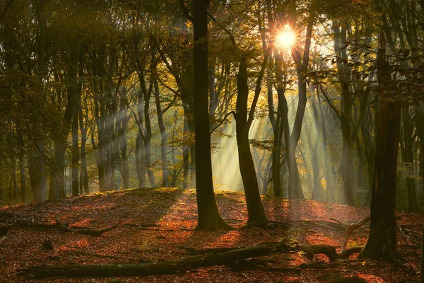 Herbst Neblige Waldnebellandschaft Wald Nebel Herbst Nebel Ansicht Herbstlicher Waldnebel lizenzfreie Stockfotos