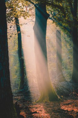 Hafif sis ya da sabah sisi. Ormandaki ağaçların arasından güneş parlıyor. Güneşli büyülü bir orman, güneşin doğuşuyla sabah vakti. Yeşil ağaçların arasından güneş ışınları çıkıyor..